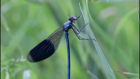 Dragonfly video