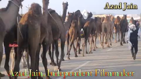 Camel Herdalking on Roa -- ऊंटों का झुंड -- unt ki video - Camels Video_Cut