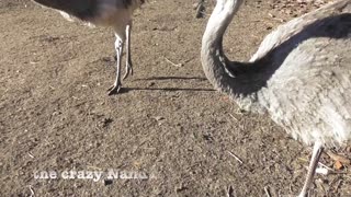 Turkey and Rheas