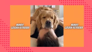 Golden Retriever sendo Golden