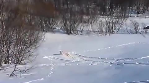 dog slip in the snow