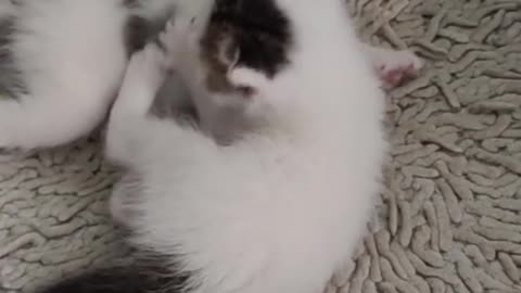 "Adorable Fluffy Kitten Gets Surprised by Toy Mouse!"