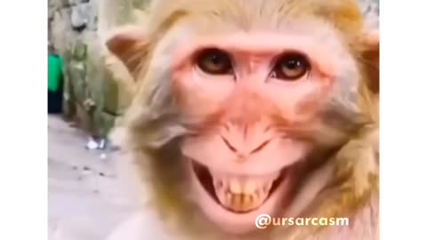 Kung Fu Monkey Funny video 😂😂😂