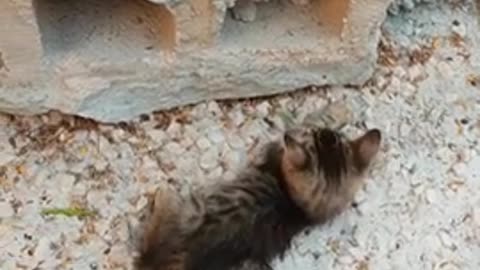 Orange and Striped Cute Kitten Playing Together