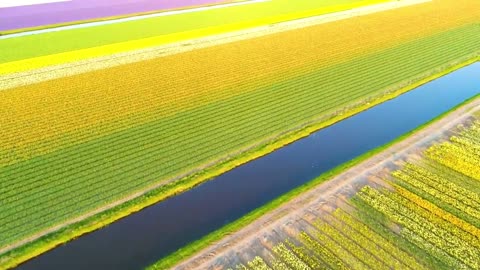 Netherlands' Natural Elegance: Exploring the Beauty of Keukenhof Gardens