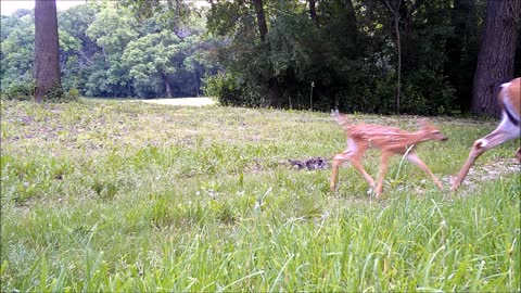 "Flash Back" To June 2021 And First Fawn Of The Year!