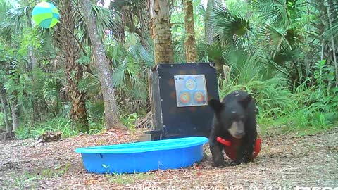 Bear Cub Loves Ball and Pool