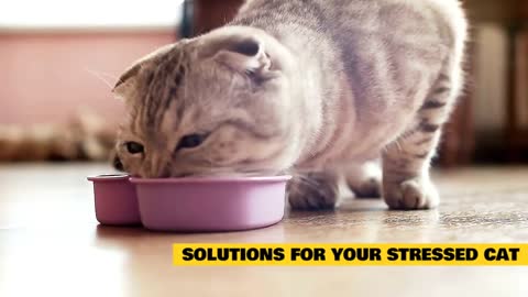 Treatments For Stressed Cats