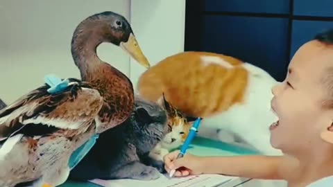 Cats And Duck Love Funny Video..