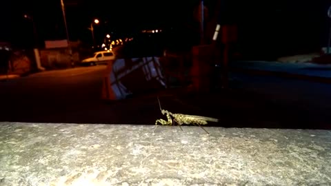 world of wildlife - praying mantis moves its wings - Episode 7