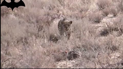 Lions hunt warthogs