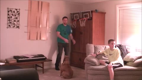 Basketball-loving Bulldog can shoot hoops