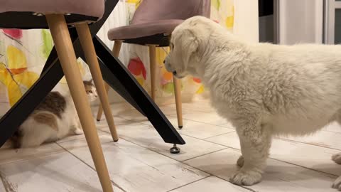 Golden Retriever Puppy Meets Cat for the First Time