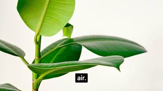 10 Best indoor plants for clean air, Best indoor plants