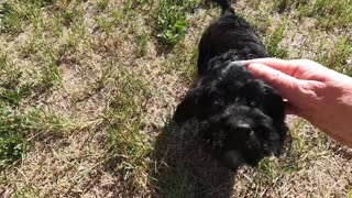 8 week Cavapoo puppy comes home