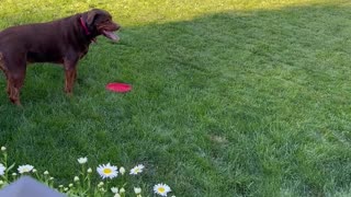 Zeus the Dog Knows How to Get Frisby Time While Mowing