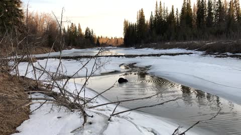 Beavers