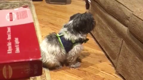 Dog figures out how to jump on couch