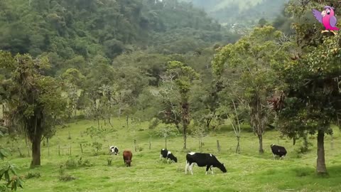 COW VIDEO 🐮🐄 COWS MOOING AND GRAZING IN A FIELD 🐄🐮