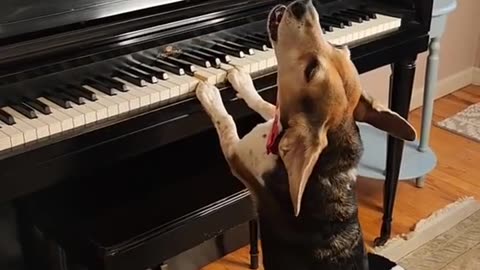 Dog playing piano