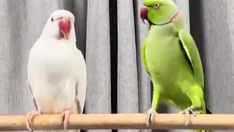 Beautiful tia bird 🐦 trending video