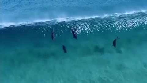 dolphins swimming in australia