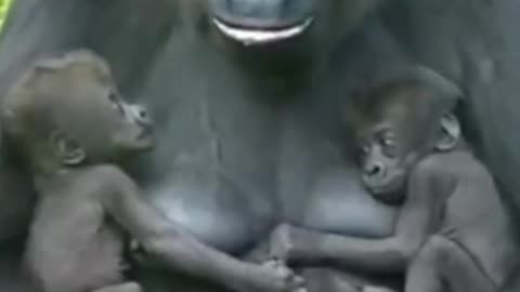 Gorilla plays with two baby gorillas