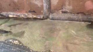Feeding Bubbles the Alligator