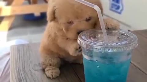 Little poodle girl Tina enjoying a glass of blue lemonade