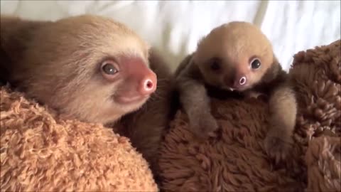 FUNNIEST VIDEO - BABY SLOTHS BEING SLOTHS