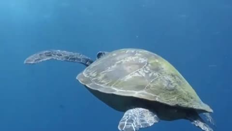 GIANT SEA TURTLE