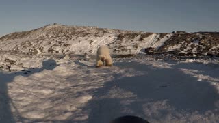 Polar Bear Comes in for Close Up