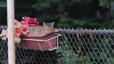 Coyote Cat Gets Comfortable In A Flower Basket