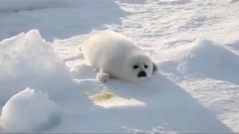 CUTEST Baby Seal in SNOW!!!!