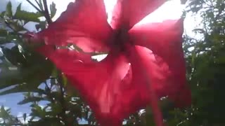 Red hibiscus flower and the sun fight each other, who is the most beautiful [Nature & Animals]