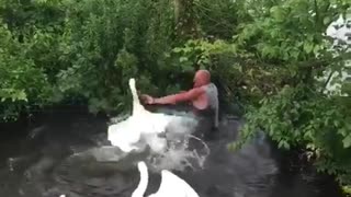 Man Attempting to Save Baby Swan While Adults Protect it