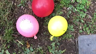 Water balloons POPPED!!