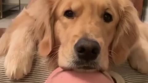 funny animals |funny puppys