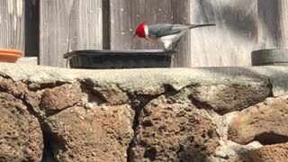 #Back Yard Birds Hawai’i Red Crested Cardinal Mom