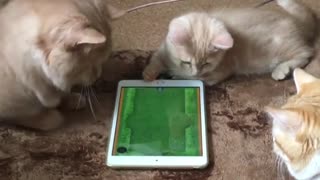 Cats and tablet