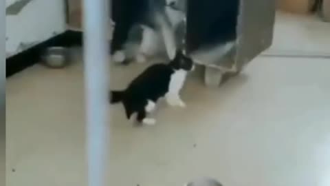 dog playing with cat!