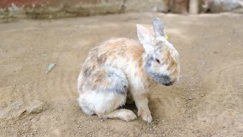 Cute rabbit cleaning his body