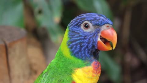 The most beautiful parrot you can see