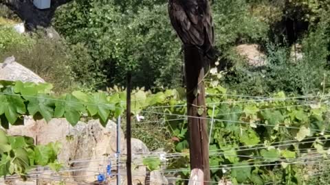 Turkey buzzard