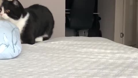 Super adorable slow-mo cats run