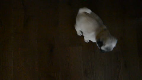 Little pug runs around the house and leaves a little... something