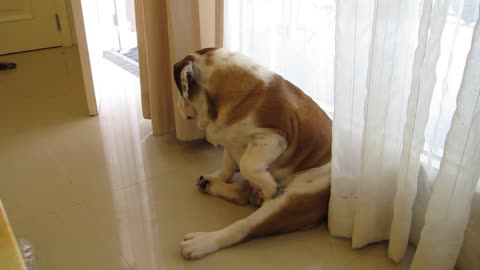 English Bulldog Giving Himself a Massage