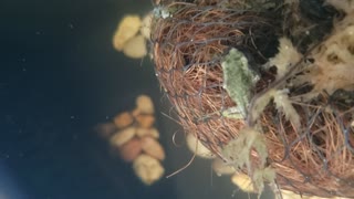 More Underwater Froglet Tadpole Video