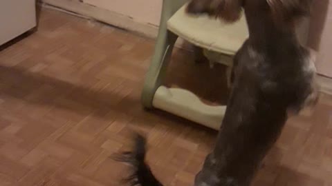 A dog asks for food