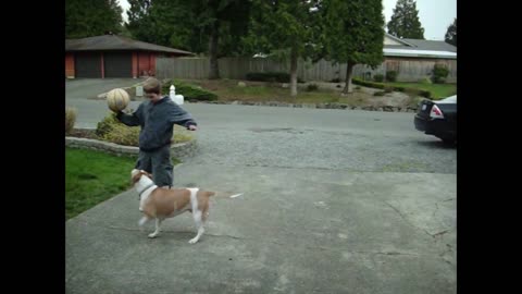 Determined Pitbull Plays NBA-Level Defense Against Teen Boy